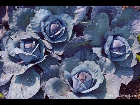 Видео: Ruby Ball Purple Cabbage – Как вырастить капусту Ruby Ball