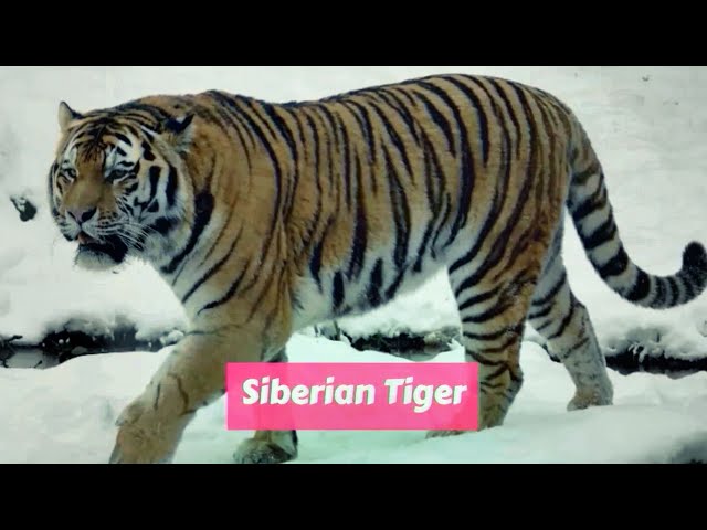 Bengal Tiger Animal Facts  Panthera Tigris Tigris - A-Z Animals