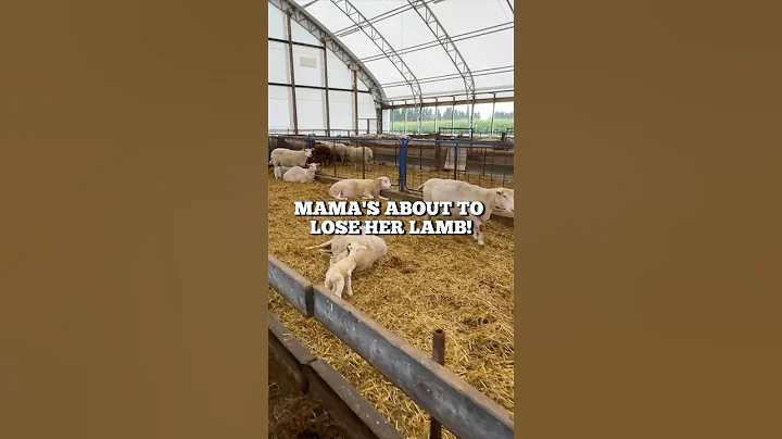 MAMA!! Don’t LOSE your LAMB!! #short #sheep #lambing