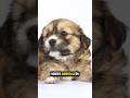 El león del imperio chino🐶🏯#viral #shorts #perros #parati #animales #dog #curiosidades