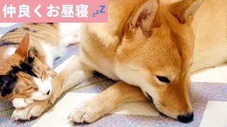 あご乗せ猫とそれを受け止める柴犬…♪♪