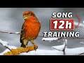 Goldfinch mule hybrid 12h training song  the best for learning
