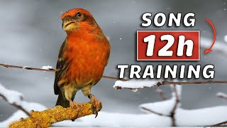 Goldfinch mule Hybrid 12h Training Song - The Best for Learning