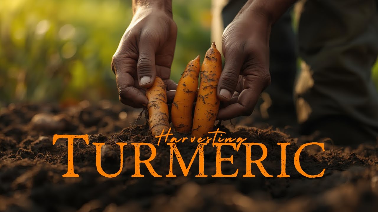 Organic Turmeric Harvest | Less Hard Work, High Profit Crop