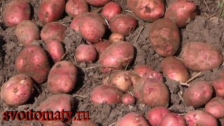 Картофель из мини клубней на семена