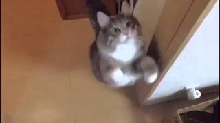 ステキなジャンプ姿をみせる猫 ノルウェージャンフォレストキャット Cat show a nice jump. Norwegian Forest Cat.