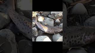 Trout fishing. Рыбалка на форель.