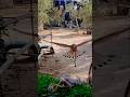 تدريب دعو صقر الباشق اكسبلور التغطيه Birds طيور تدريب دعو صقر الباشق اكسبلور التغطيه Birds طيور