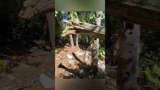 Woodpecker Tree? #canada #tobermory #ontario