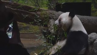 China ends Panda lease with Japan