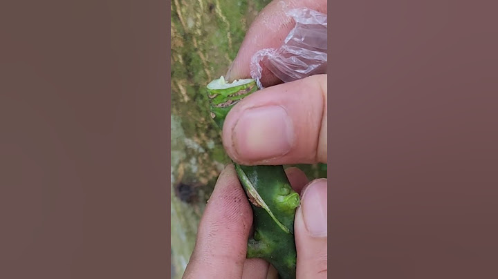 Plant grafting and tree care techniques #2533