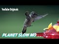 How fast can a hummingbird flap
