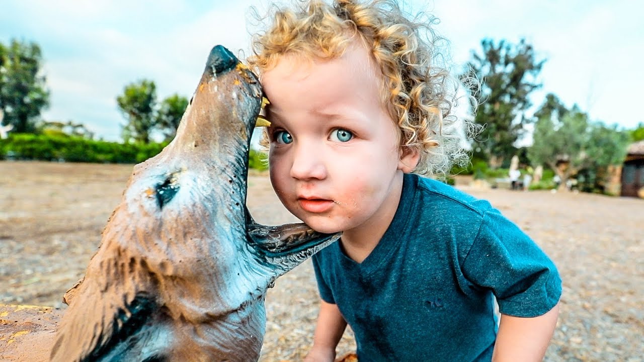 FEEDING THE ANIMALS YouTube