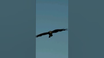 An Eagle flies and screams loudly, king of the sky, amazing sound.