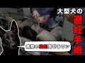 大型犬の避妊手術