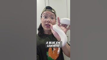 The Quest for the Whitest Ball Python: Why Blue-Eye Leucistic Doesn