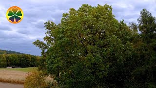 [Звуки Леса] Звуки Живой Природы Шум Листвы Скрип Деревьев