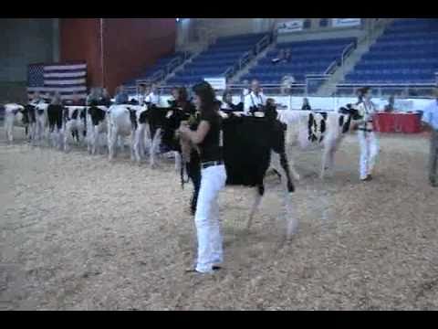Eastern Fall National Holstein Show - Spring Calves