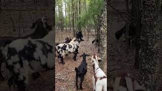 My Big Boer Goat And Herd Sire Doesn't Let His Size Stop Him From Standing On His Back Legs To Eat.