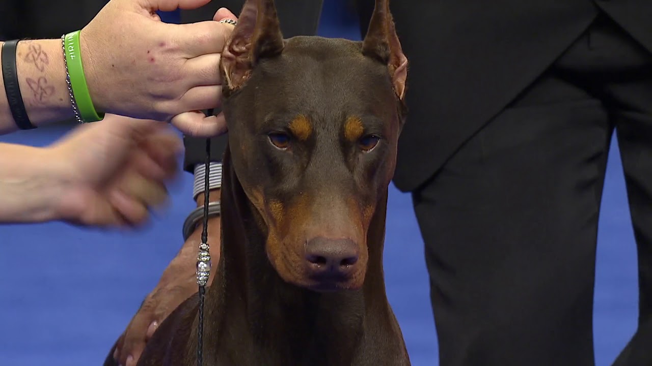 Doberman Pinscher, 2018 National Dog Show, Working Group