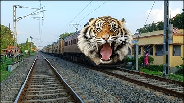 Dangerous TIGER Headed TEESTA-TORSA Express Furious Moving Throughout At Railgate