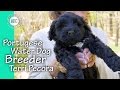 Portuguese Water Dog Breeder - Terri Pecora の動画、YouTube動画。