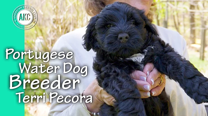 Portuguese Water Dog Breeder - Terri Pecora