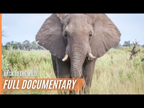 Elephants - Back to the Wild (never before seen footage) | Full Documentary
