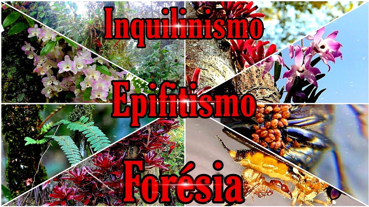 O que é inquilinismo? Forésia e Epifitismo? #natureza - YouTube