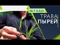 Как навсегда избавиться от травы Пырей ✔️ Советы от Хитсад ТВ