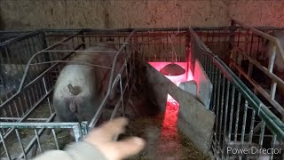 видео: //ПОРОСЯТА ДОХНУТ КАК МУХИ// КОТЁЛ НЕ ГРЕЕТ, СПИМ ПРИ -11 В ДОМЕ картинка: //ПОРОСЯТА ДОХНУТ КАК МУХИ// КОТЁЛ НЕ ГРЕЕТ, СПИМ ПРИ -11 В ДОМЕ