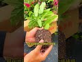更适合养在室内的茉莉 垂丝茉莉 开花仙气飘飘 而且开花期超长 花卉绿植 爱生活爱养花 更适合养在室内的茉莉 垂丝茉莉 开花仙气飘飘 而且开花期超长 花卉绿植 爱生活爱养花