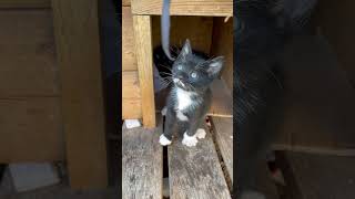 Little kitten barking like a puppy, meow #shorts #cat #kitten #cats#cutecat#kittens #cute