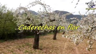Caderechas en flor