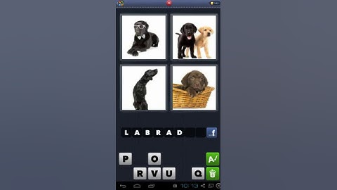 4 Pics 1 Word Level 36 - Labrador