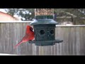 Day of the Cardinal - 10 Hour Hanging Feeder For Cats - February 1, 2021