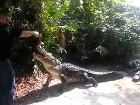 Feeding alligators in Orlando at Gatorland - YouTube