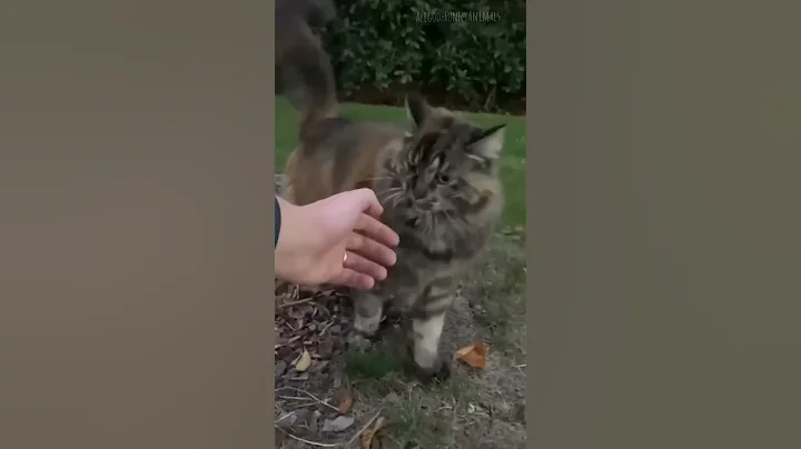 Watch the video about Funny Cats 😸🐾 #shorts #funnyfails #viral #funnyanimals #cutecats #laugh #pets #meow