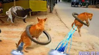 Dog||funny Prank Dog vs Ring Dog Prank dog scared of fake tiger