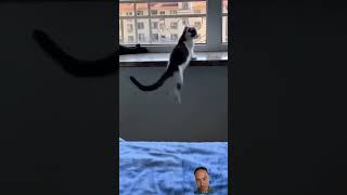 Download Lagu ada ada jah nih ‼️‼️‼️☺ #cat #funny #pets #cute #catlover #shortvideo MP3 Download Lagu ada ada jah nih ‼️‼️‼️☺ #cat #funny #pets #cute #catlover #shortvideo MP3