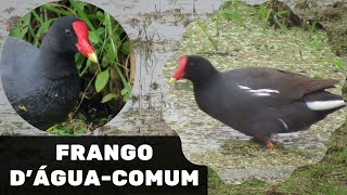 Canto da Galinha d'água, Frango d'água comum, Peituda, Jaçanã screenshot 2