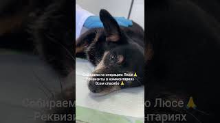 РЕКВИЗИТЫ В ШАПКЕ ПРОФИЛЯ. Не будьте равнодушными… #рек #рекомендации #помощьбездомным #приют