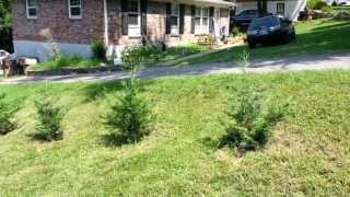 My Murray Cypress and Leyland Cypress Trees