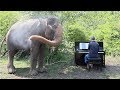 Piano for Elephants - Behind the Scenes