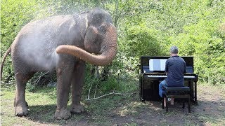 Piano for Elephants  Behind the Scenes