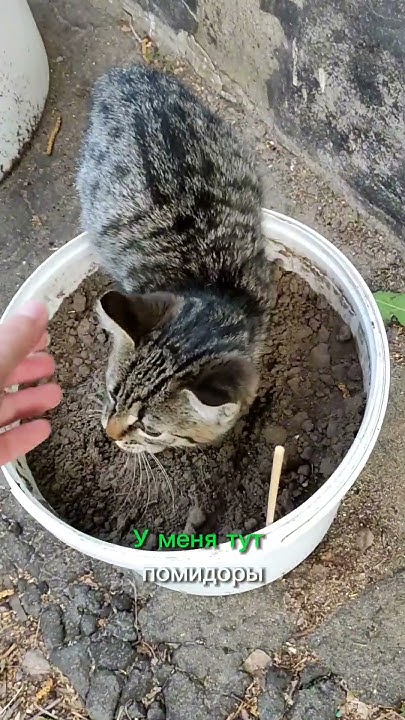 Вечно голодные, квадратные коты!)) А маленький Персик, изучает ...