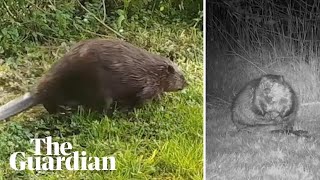 Wild beaver makes surprise daytime appearance in Wales