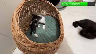 3 Kittens in the bathroom live stream