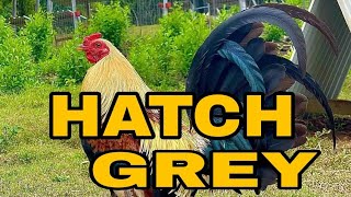 Hatch Grey/Talisayin