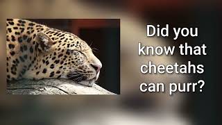 Sound Of Cheetah Purring